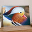 Close Up of Colorful Duck Photographic Art Print (7 Sizes) - Premium Quality