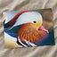 Close Up of Colorful Duck Photographic Art Print (7 Sizes) - Premium Quality