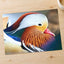 Close Up of Colorful Duck Photographic Art Print (7 Sizes) - Premium Quality