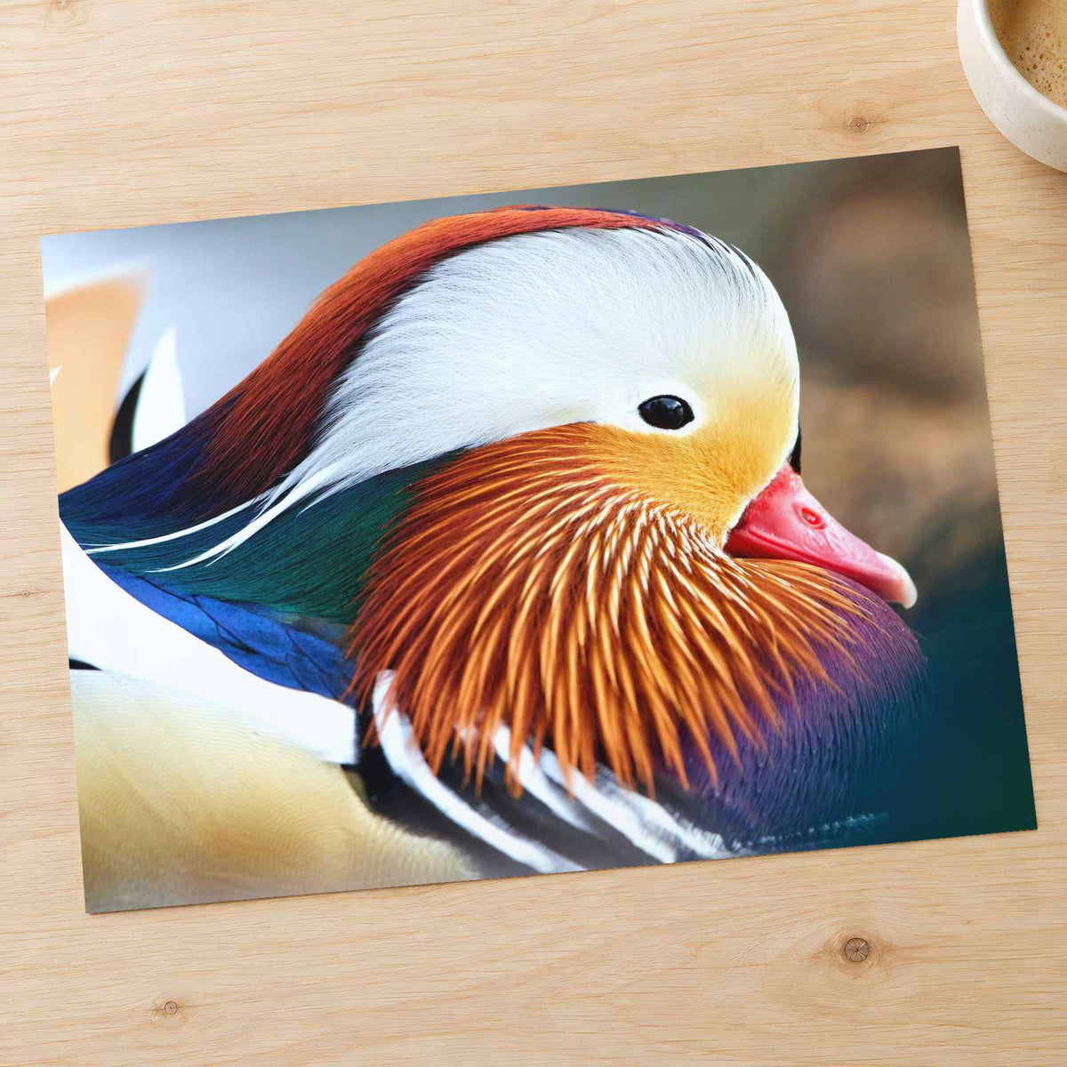 Close Up of Colorful Duck Photographic Art Print (7 Sizes) - Premium Quality