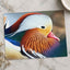 Close Up of Colorful Duck by Zdeněk Macháček Photo Print Wall Decor