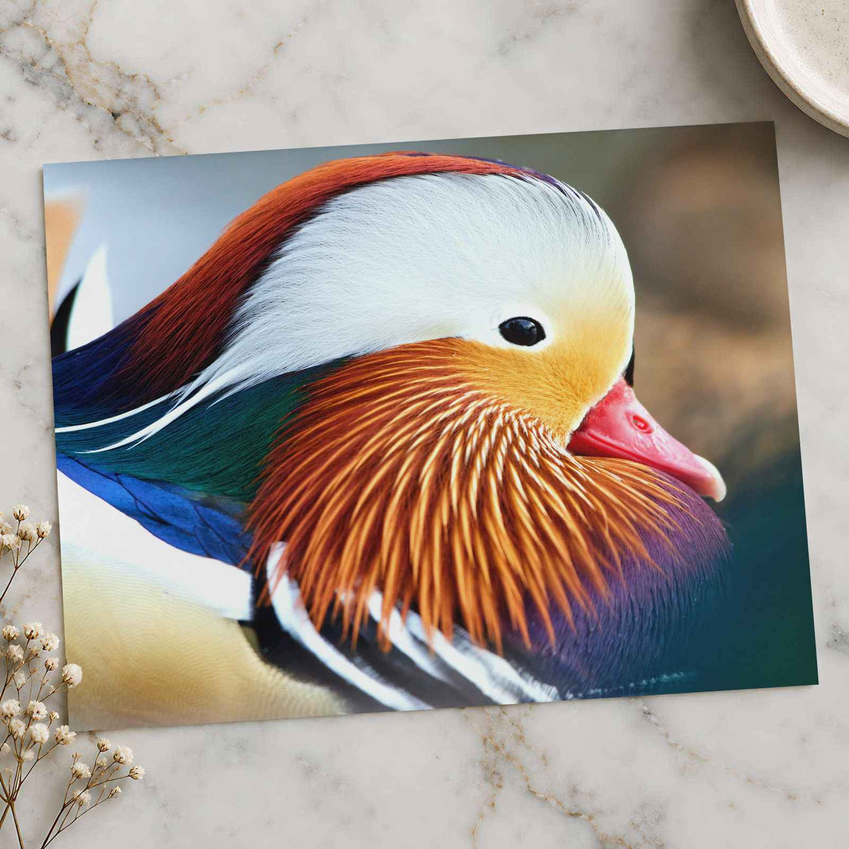 Close Up of Colorful Duck by Zdeněk Macháček Photo Print Wall Decor