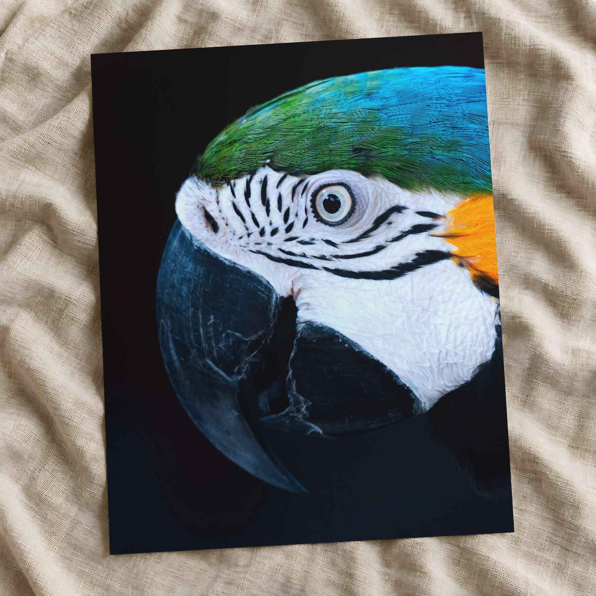 Close Up of Colorful Macaw Parrot Photography Print (7 Sizes) - Premium Quality