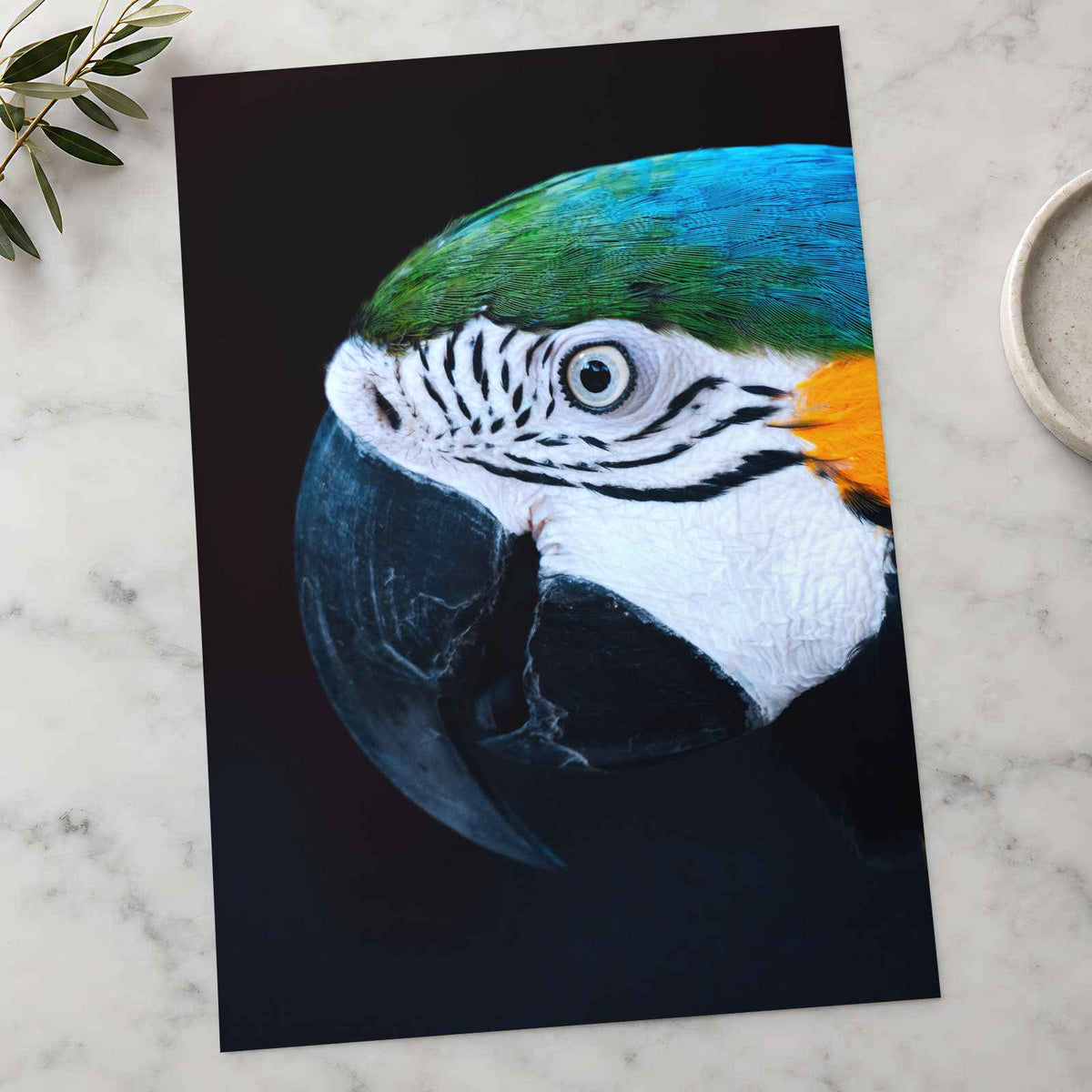 Close Up of Colorful Macaw Parrot Photography Print (7 Sizes) - Premium Quality