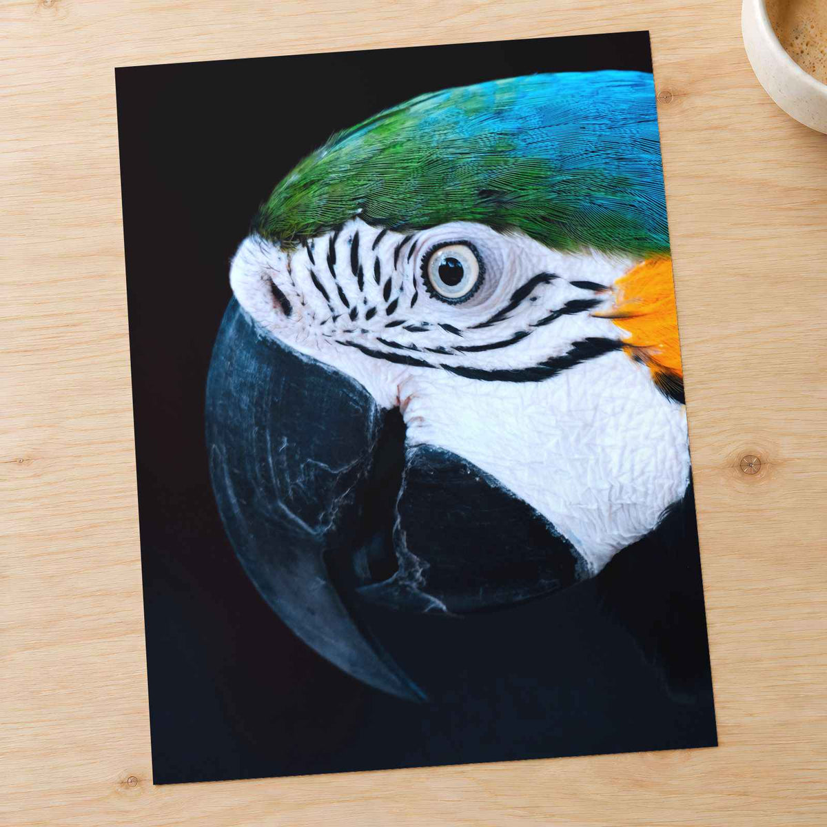 Close Up of Colorful Macaw Parrot Photography Print (7 Sizes) - Premium Quality