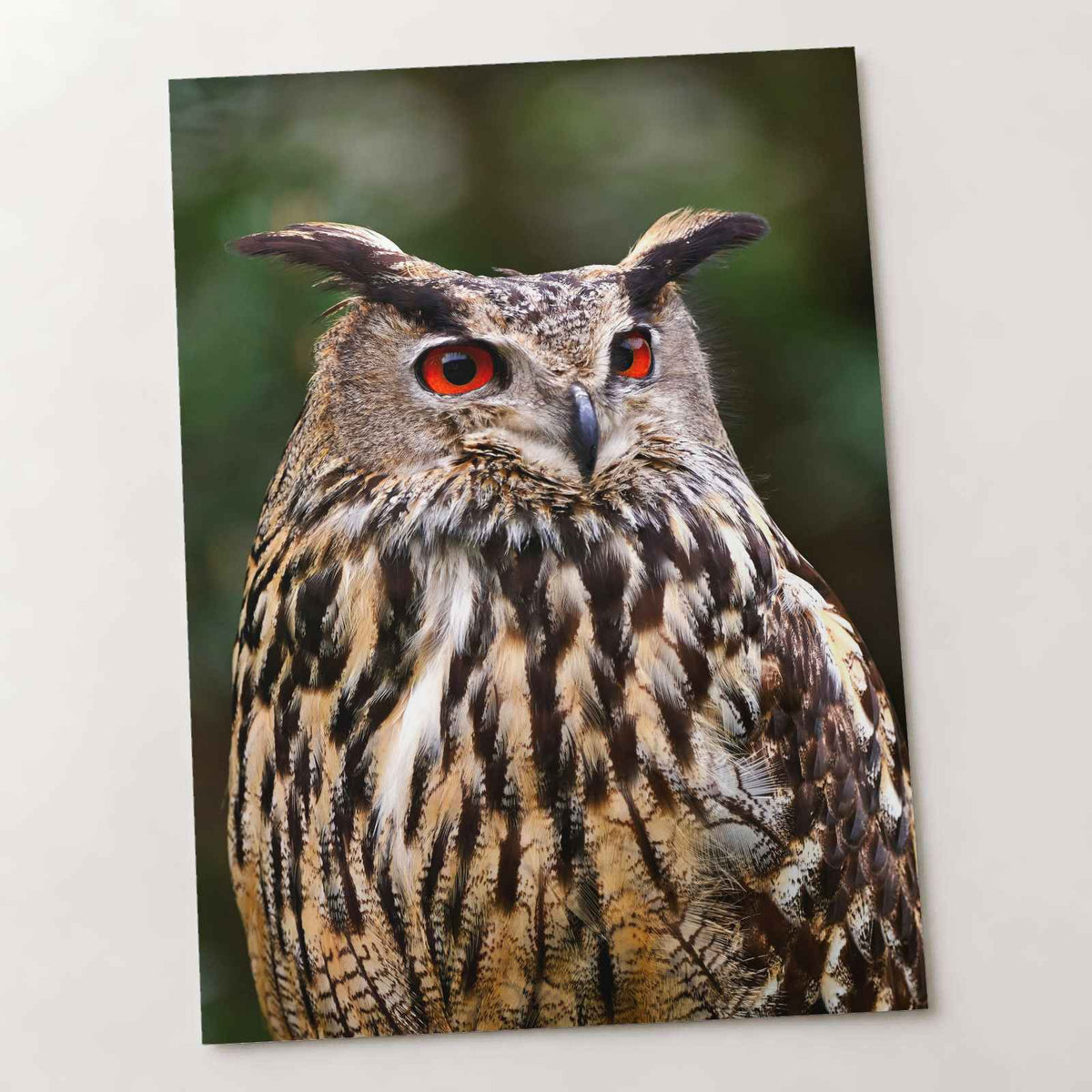 Great Horned Owl Portrait Photo Wall Print (7 Sizes) - High Quality