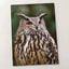 Great Horned Owl Portrait Photo Wall Print (7 Sizes) - High Quality
