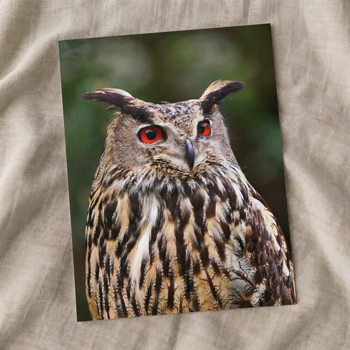 Great Horned Owl Portrait Photo Wall Print (7 Sizes) - High Quality