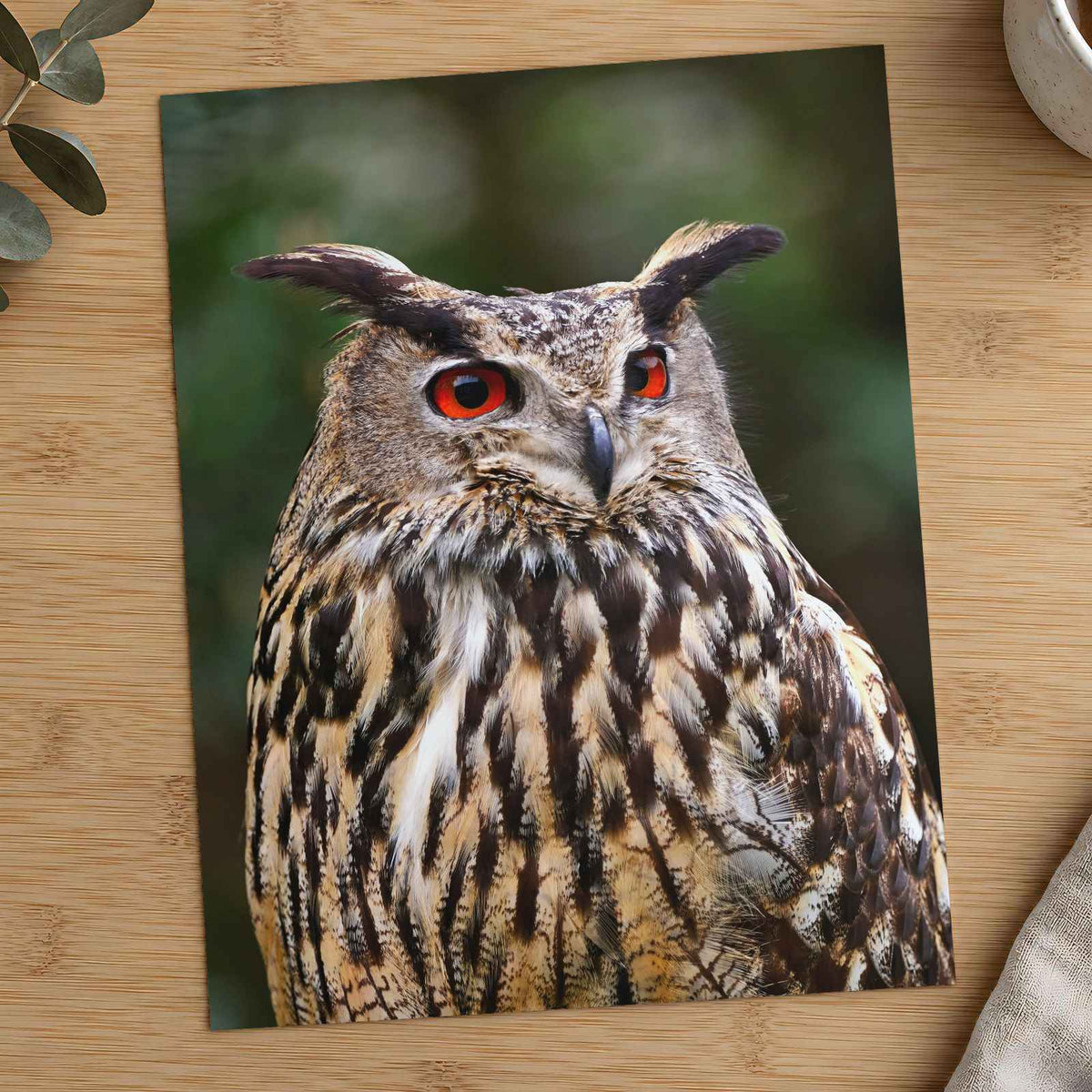Great Horned Owl Portrait Photo Wall Print (7 Sizes) - High Quality