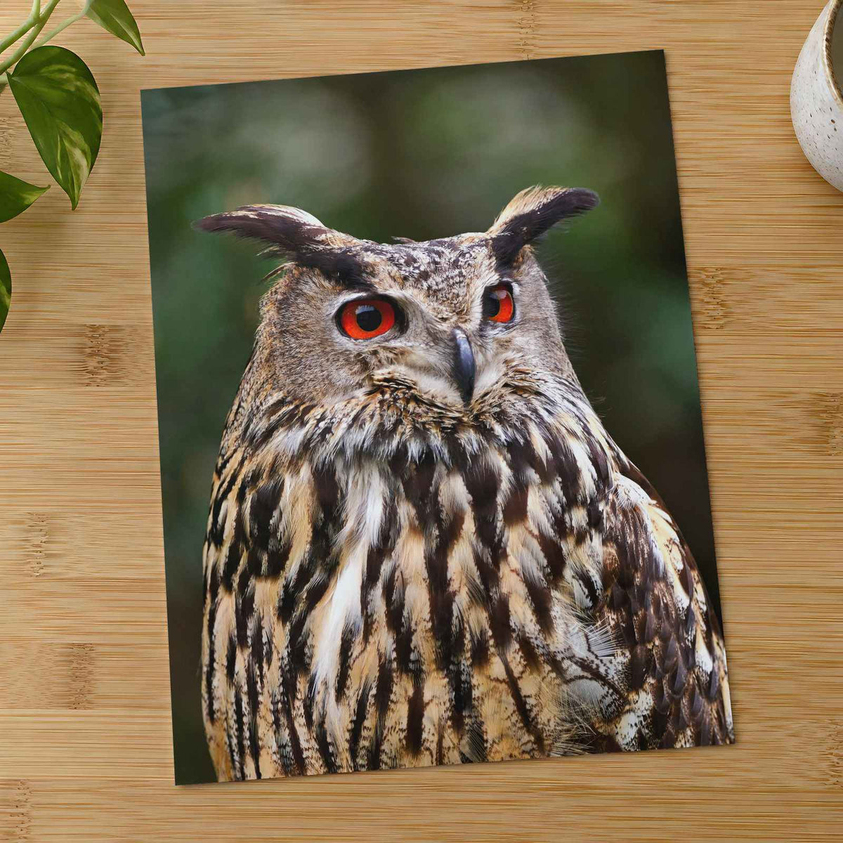 Great Horned Owl Portrait Photo Print Wall Decor