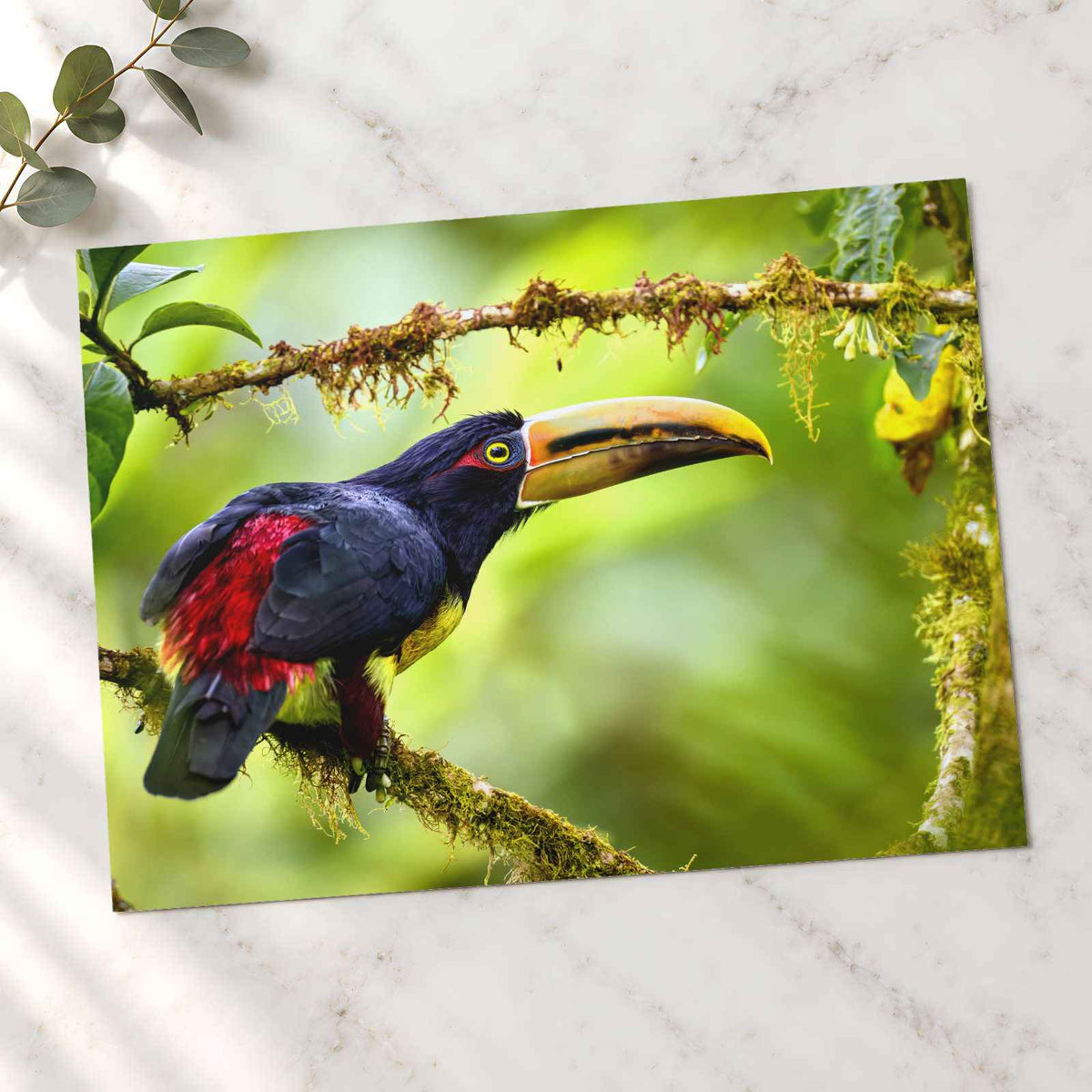 Toucan Perched on Tree Branch Photographic Art Print (7 Sizes) - Printed in USA