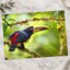 Toucan Perched on Tree Branch Photographic Art Print (7 Sizes) - Printed in USA