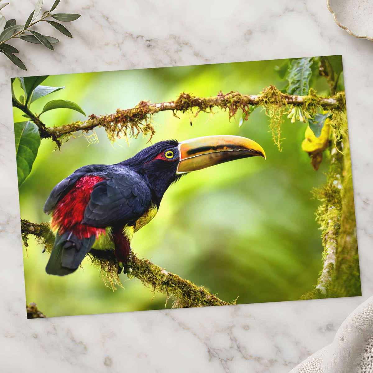Toucan Perched on Tree Branch Photographic Art Print (7 Sizes) - Printed in USA