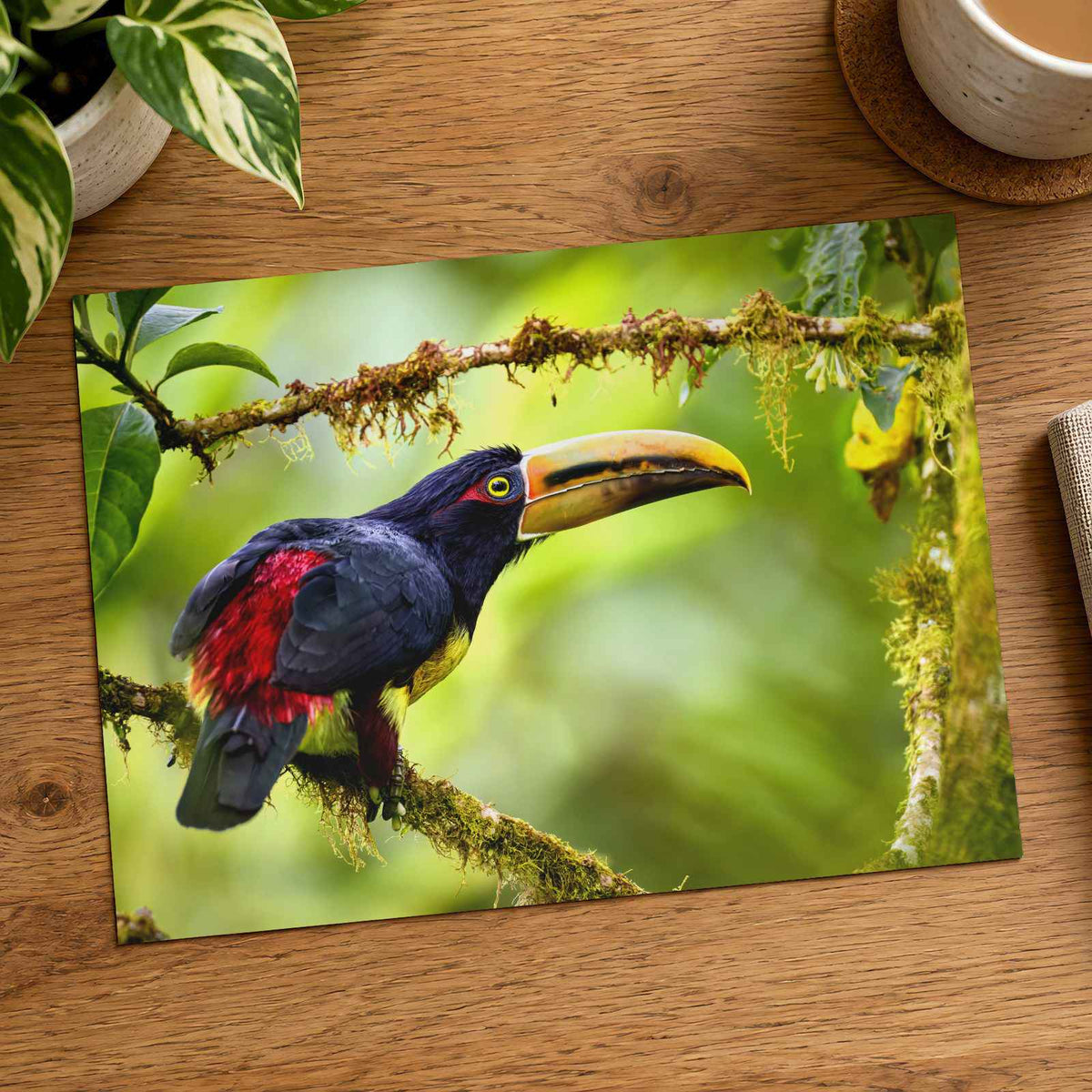 Toucan Perched on Tree Branch Photographic Art Print (7 Sizes) - Printed in USA