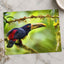 Toucan Perched on Tree Branch Photographic Art Print (7 Sizes) - Printed in USA