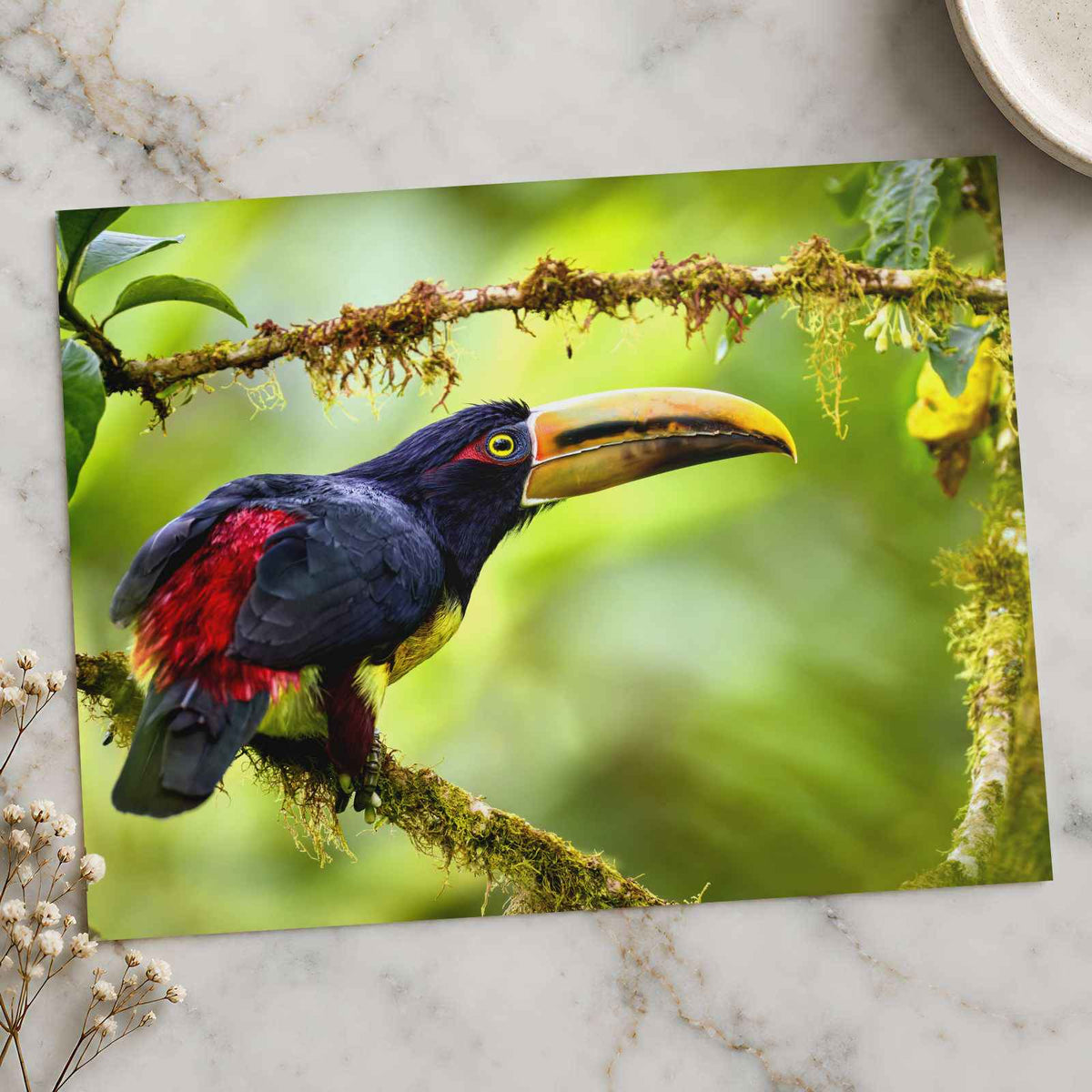 Toucan Perched on Tree Branch Photographic Art Print (7 Sizes) - Printed in USA