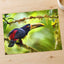 Toucan Perched on Tree Branch Photographic Art Print (7 Sizes) - Printed in USA
