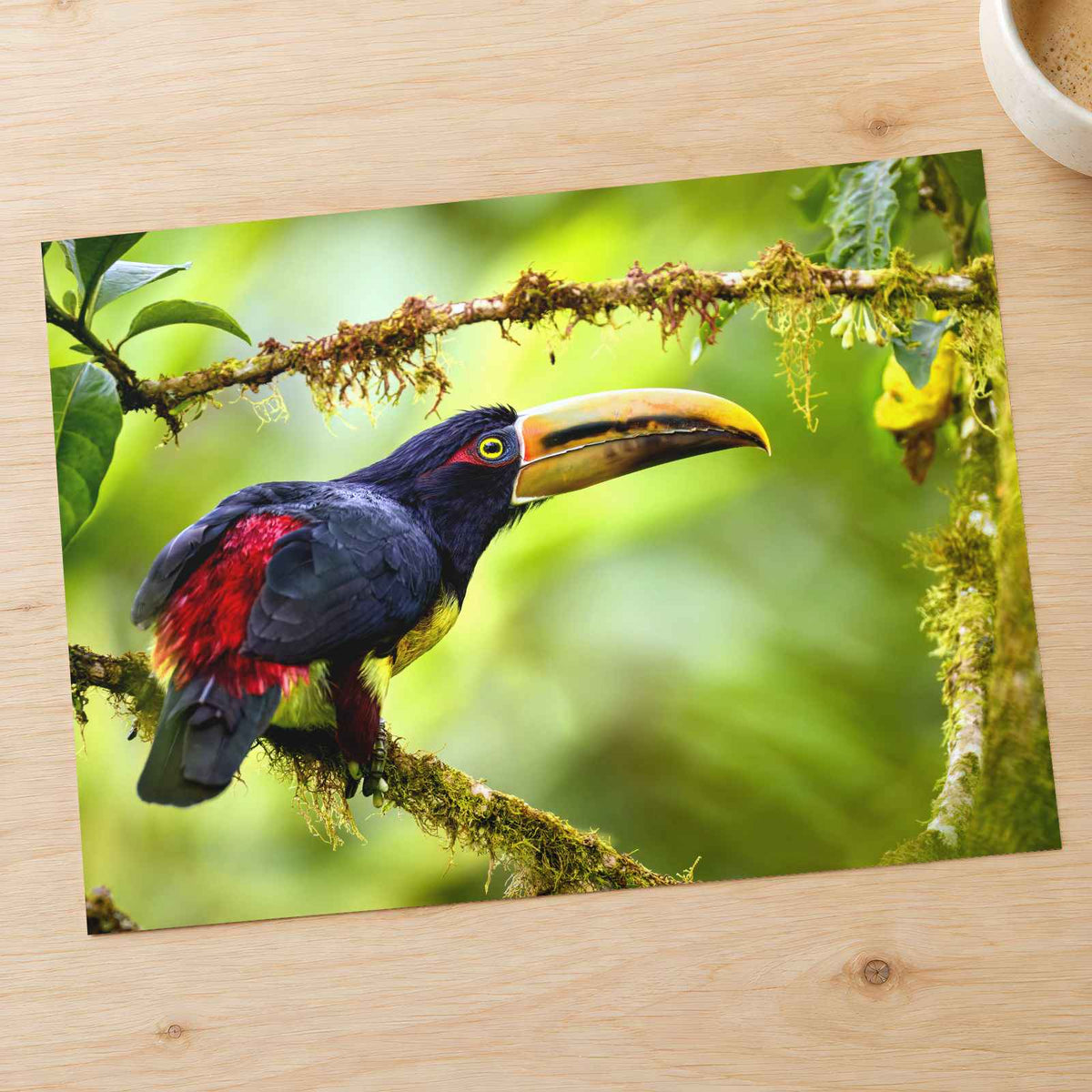 Toucan Perched on Tree Branch Photographic Art Print (7 Sizes) - Printed in USA
