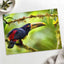 Toucan Perched on Tree Branch by Zdeněk Macháček Photo Print Wall Decor