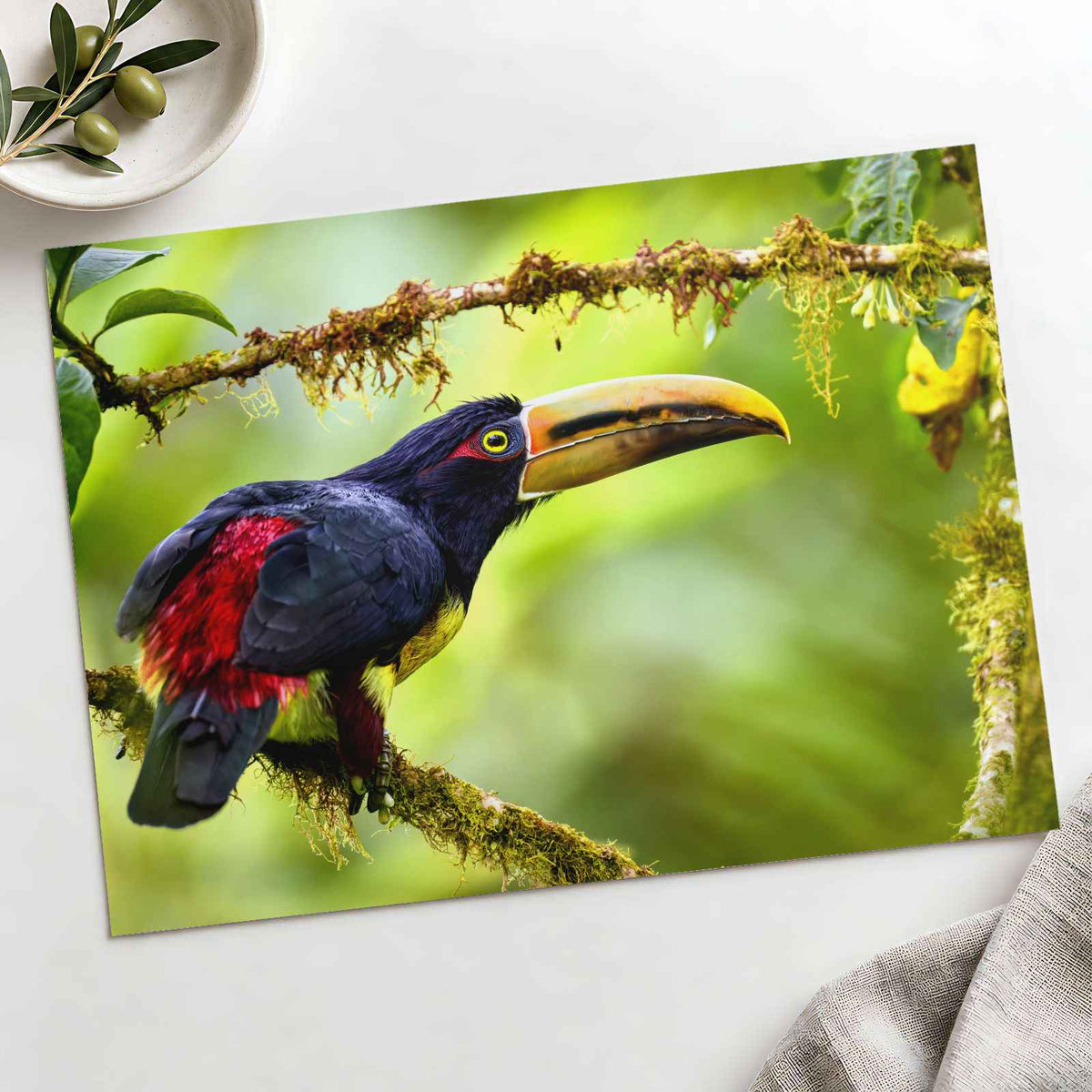 Toucan Perched on Tree Branch by Zdeněk Macháček Photo Print Wall Decor