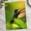 Hummingbird with Iridescent Feathers Photographic Art Print (7 Sizes)