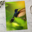 Hummingbird with Iridescent Feathers Photographic Art Print (7 Sizes)