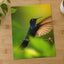Hummingbird with Iridescent Feathers Photographic Art Print (7 Sizes)