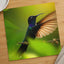 Hummingbird with Iridescent Feathers Photographic Art Print (7 Sizes)