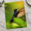 Hummingbird with Iridescent Feathers Photographic Art Print (7 Sizes)
