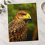 Close-Up of Raptor Bird Photography Print (7 Sizes) - Printed in USA