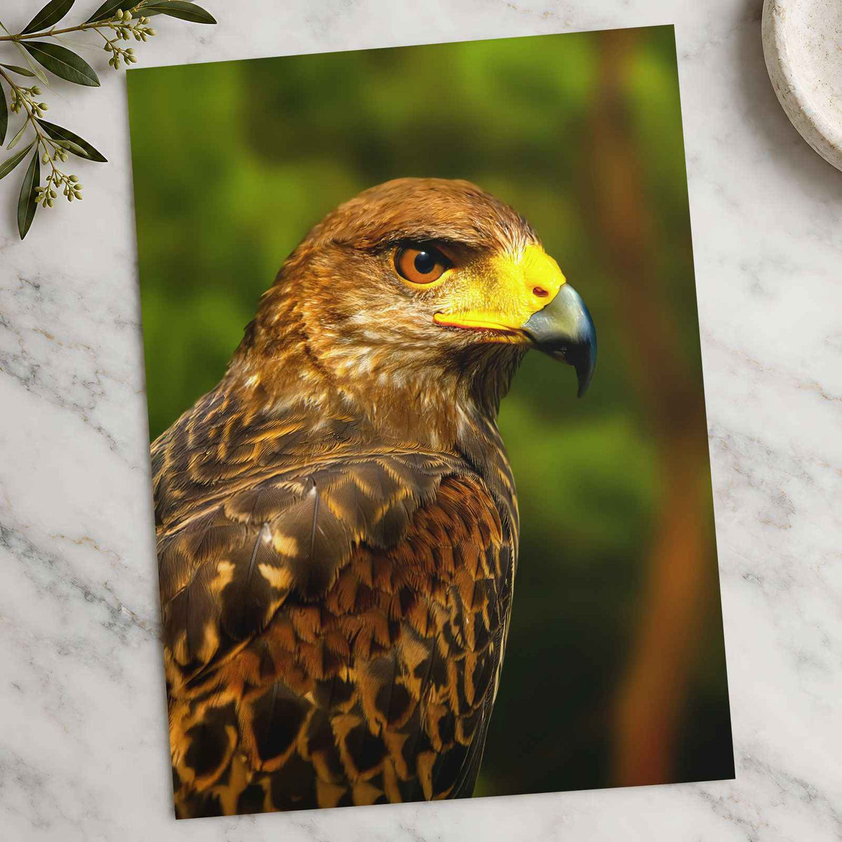 Close-Up of Raptor Bird Photography Print (7 Sizes) - Printed in USA