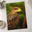 Close-Up of Raptor Bird Photography Print (7 Sizes) - Printed in USA