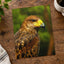 Close-Up of Raptor Bird Photography Print (7 Sizes) - Printed in USA