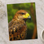 Close-Up of Raptor Bird by Allec Gomes Photo Print Wall Decor