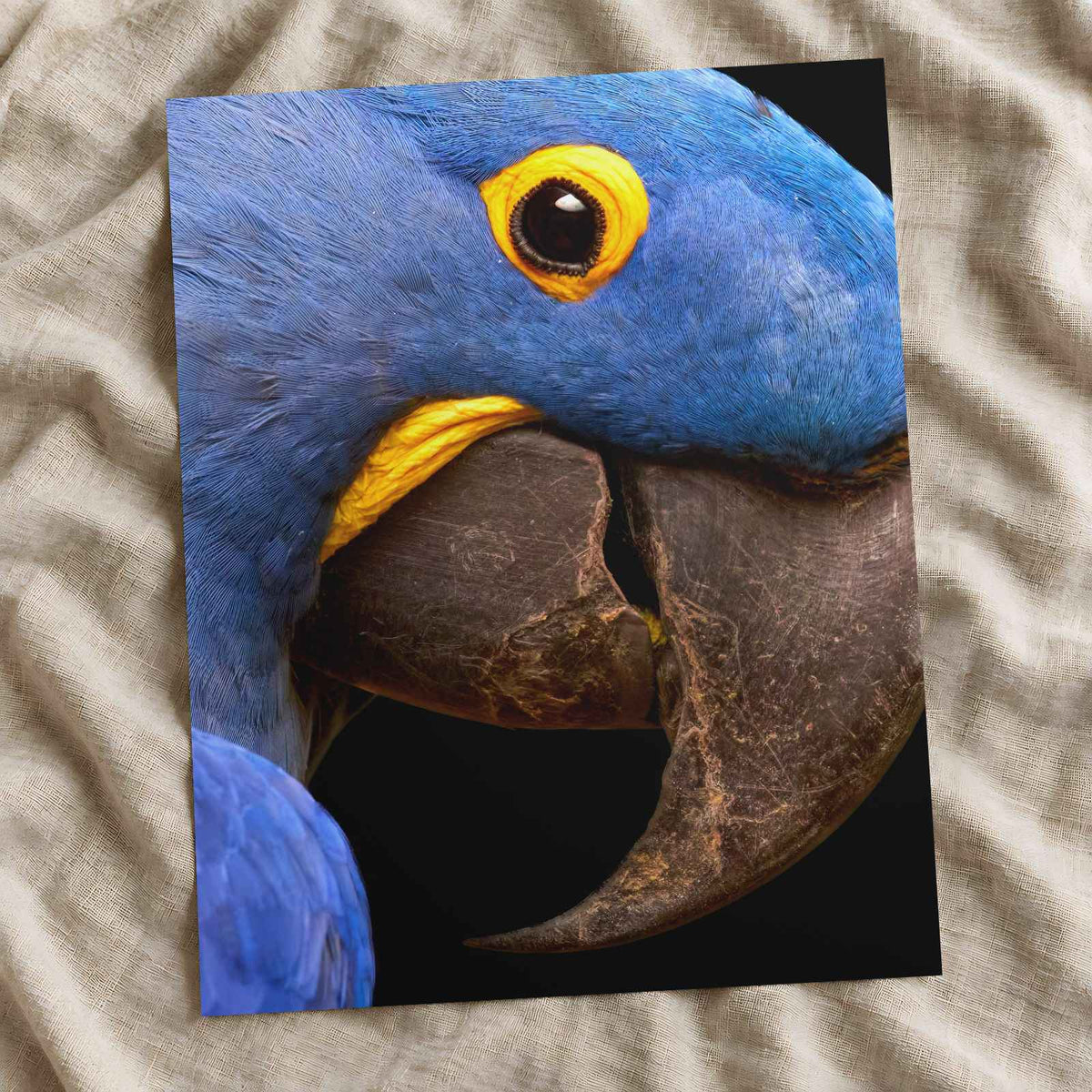 Close Up of Blue Parrot Photo Print (6 Sizes) - Heavyweight