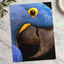 Close Up of Blue Parrot Photo Print (6 Sizes) - Heavyweight