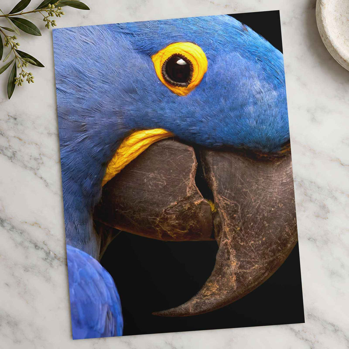 Close Up of Blue Parrot Photo Print (6 Sizes) - Heavyweight
