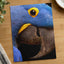 Close Up of Blue Parrot Photo Print (6 Sizes) - Heavyweight