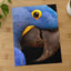 Close Up of Blue Parrot Photo Print (6 Sizes) - Heavyweight