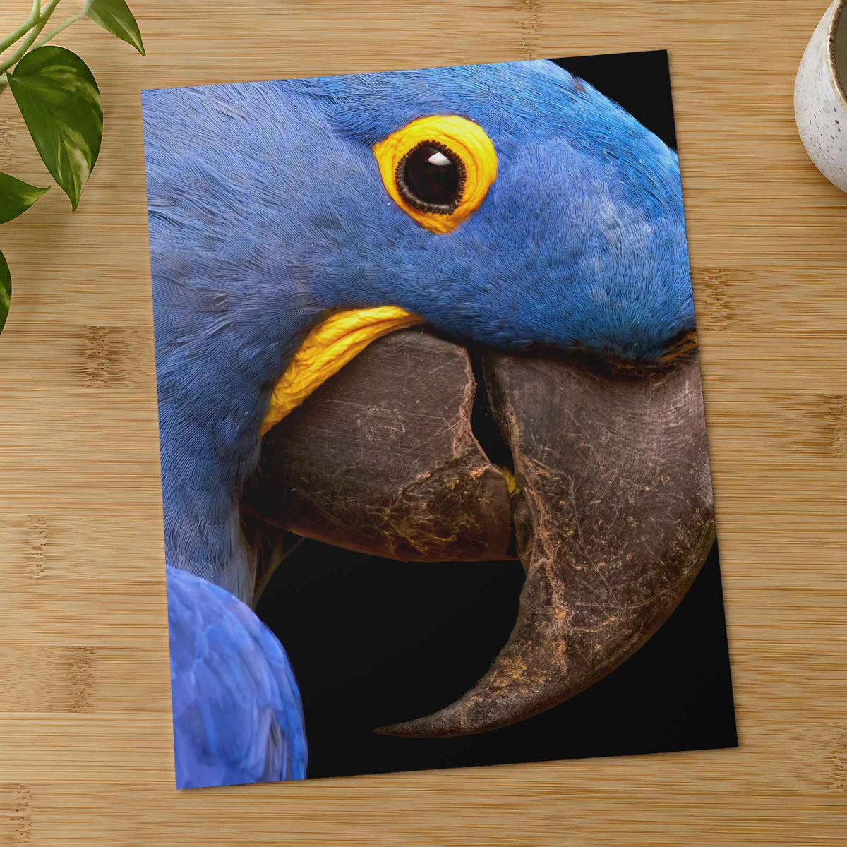 Close Up of Blue Parrot Photo Print (6 Sizes) - Heavyweight