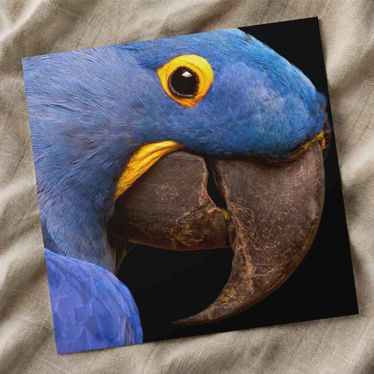 Close Up of Blue Parrot Photo Print (6 Sizes) - Heavyweight