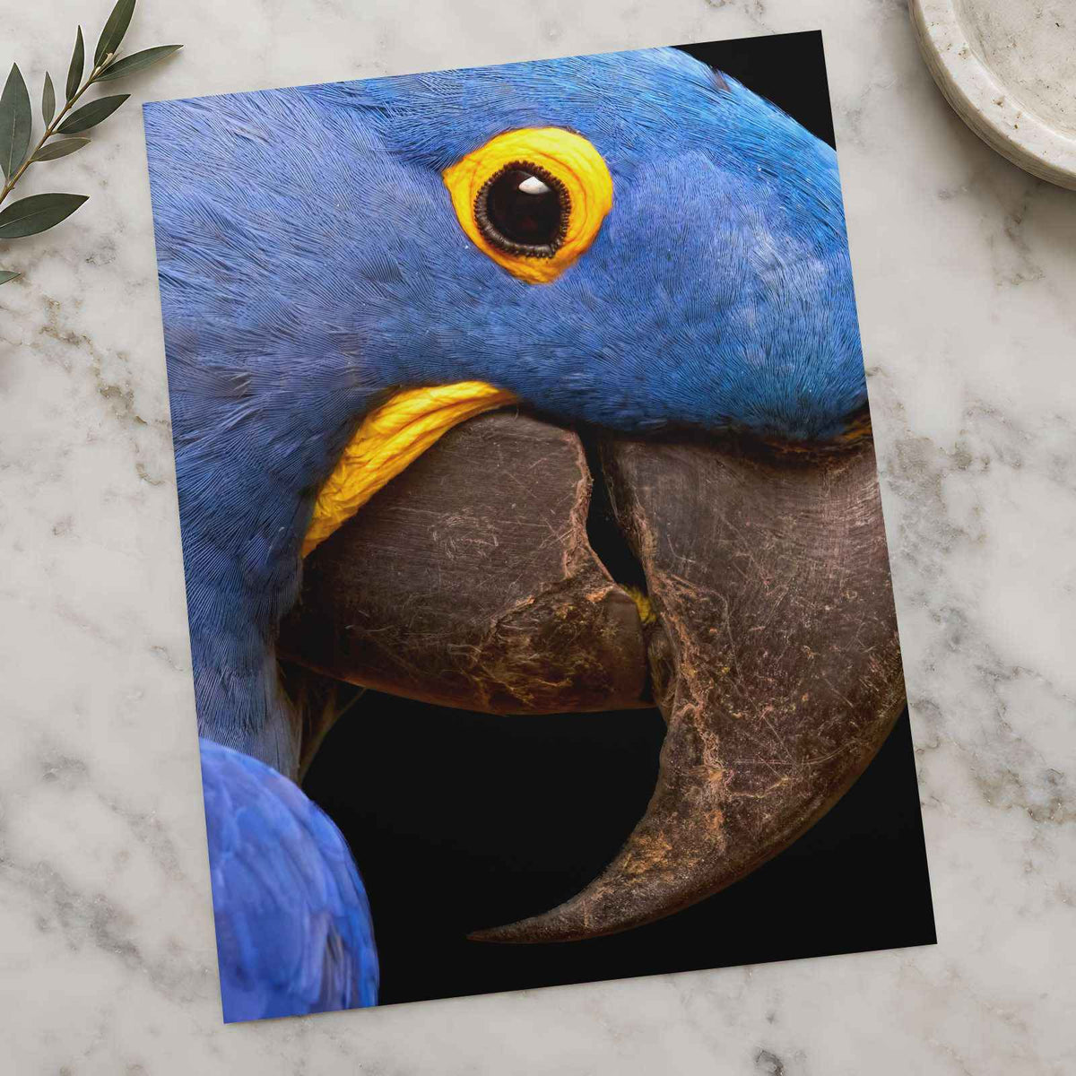 Close Up of Blue Parrot Photo Print (6 Sizes) - Heavyweight
