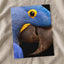 Close Up of Blue Parrot by Zdeněk Macháček Photo Print Wall Decor