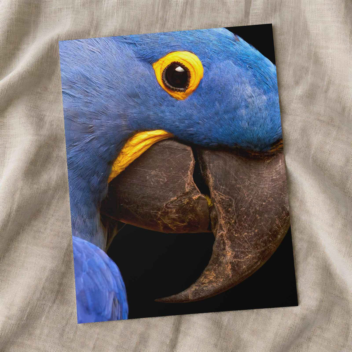 Close Up of Blue Parrot by Zdeněk Macháček Photo Print Wall Decor