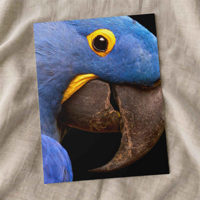 Close Up of Blue Parrot by Zdeněk Macháček Photo Print Wall Decor