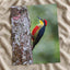 Colorful Woodpecker Clings to a Tree Trunk Photographic Art Print (7 Sizes)