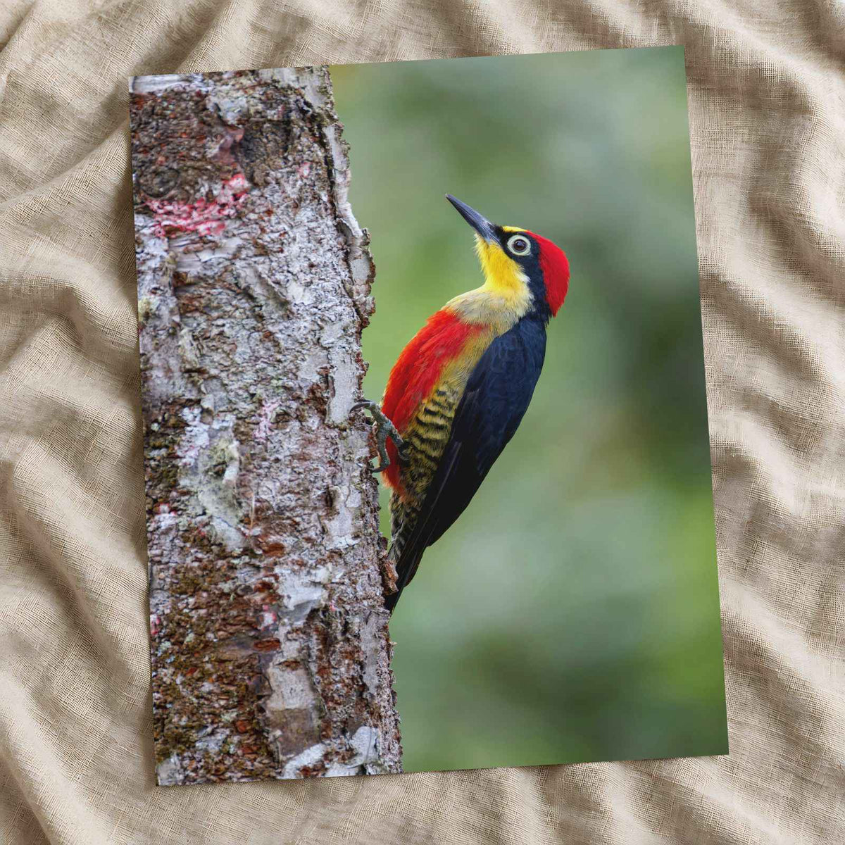 Colorful Woodpecker Clings to a Tree Trunk Photographic Art Print (7 Sizes)