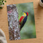 Colorful Woodpecker Clings to a Tree Trunk Photographic Art Print (7 Sizes)