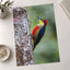 Colorful Woodpecker Clings to a Tree Trunk Photographic Art Print (7 Sizes)