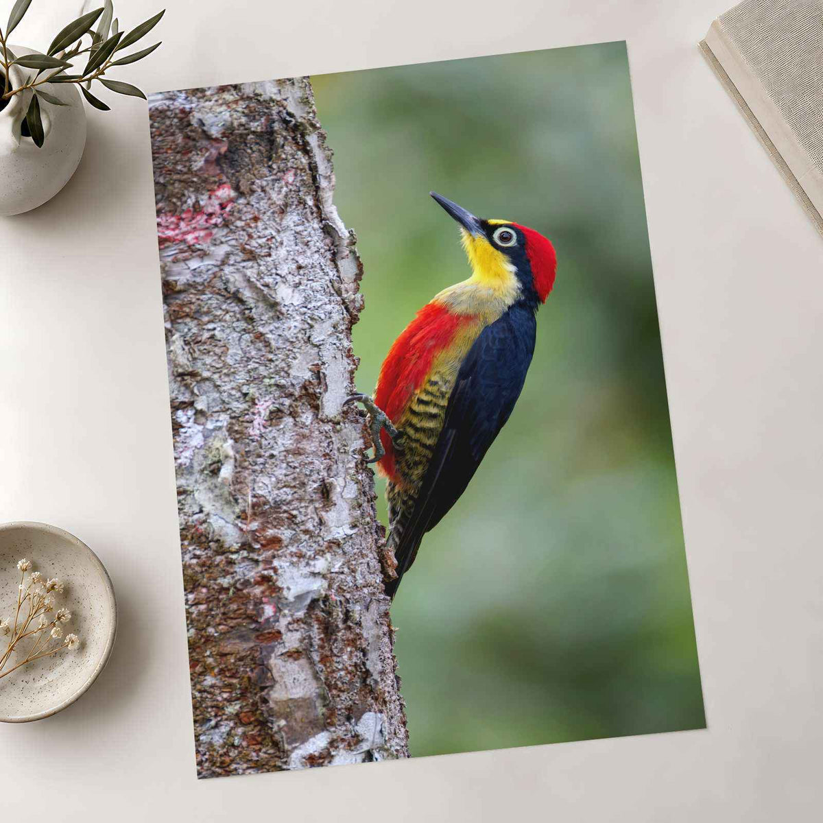Colorful Woodpecker Clings to a Tree Trunk Photographic Art Print (7 Sizes)